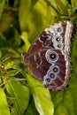 Blue Morph Butterfly Royalty Free Stock Photo