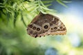 A blue morph butterfly on the tree Royalty Free Stock Photo