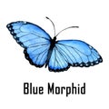 Blue morphid hand drawn watercolor clip art