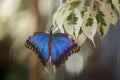 Blue Morpho