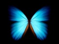 Blue morpho - abstract