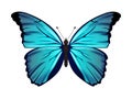 Blue Morpho. Morpho amathonte