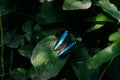 Blue Morpho, big blue butterfly sitting on green leaves, beautiful insect in the nature habitat. Royalty Free Stock Photo