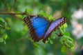 Blue Morpho Butterfly Royalty Free Stock Photo