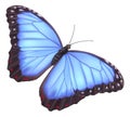 Blue morpho butterfly Royalty Free Stock Photo