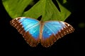 Blue Morpho butterfly