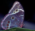 Blue Morpho Butterfly