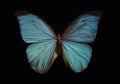 Blue morpho butterfly