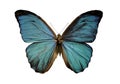 Blue morpho butterfly