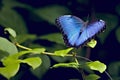 Blue Morpho Butterfly Royalty Free Stock Photo