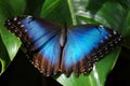 Blue Morpho Butterfly