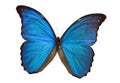 Blue Morpho Butterfly Royalty Free Stock Photo