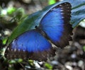 Blue Morpho Butterfly