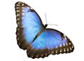 Blue Morpho butterfly