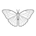 Blue Morpho Butterfly Animal Vector Illustration Hand Drawn Cartoon Art