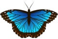 Blue morpho butterfly