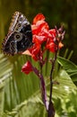 Blue morpho butterfly on Canna generalis President flowers