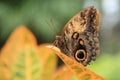 Blue Morpho Butterfly with closed wings - closeup