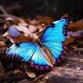 Blue Morpho butterfly (disambiguation) or Sunset Morpho the beautiful velvet blue butterfly isolated on white background