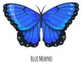 Blue morpho butterfly. Exotic winged moth animal