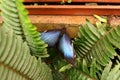 Blue morpho butterfly on a fern leaf Royalty Free Stock Photo