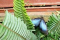 Blue morpho butterfly on a fern leaf Royalty Free Stock Photo