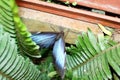 Blue morpho butterfly on a fern leaf Royalty Free Stock Photo