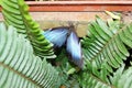 Blue morpho butterfly on a fern leaf Royalty Free Stock Photo