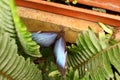 Blue morpho butterfly on a fern leaf Royalty Free Stock Photo