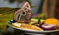 Blue Morpho Butterfly on fruit