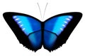 Blue Morpho Butterfly Isolated