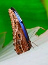 Blue morpho butterfly in its natural environment