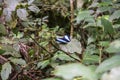 Blue morpho butterfly on leaf in Peruvian rainforest Royalty Free Stock Photo