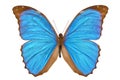 Blue Morpho Butterfly (Menelaus Blue Morpho) Royalty Free Stock Photo