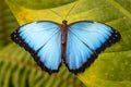 Blue Morpho butterfly, Mindo, Ecuador Royalty Free Stock Photo
