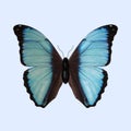 Blue Morpho Butterfly - Morpho Deidamia