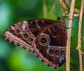 Blue Morpho Butterfly Morpho peledes