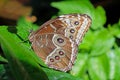 Blue Morpho butterfly, morpho peleides