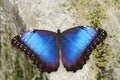 Blue Morpho Butterfly on the Mossy Rock in Indianapolis, IN Royalty Free Stock Photo