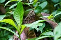 Blue Morpho butterfly (Morpho peleides), Costa Rica Royalty Free Stock Photo