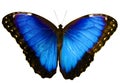 Blue morpho butterfly isolated on white background with spread wings Royalty Free Stock Photo