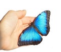 Blue morpho butterfly on girl`s hand is isolated on white background