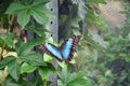 Blue morpho butterfly perched with open wings on a leaf near a net Royalty Free Stock Photo
