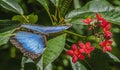 Blue Morpho Butterfly Red Flowers Fairchild Garden Coral Gables Florida Royalty Free Stock Photo