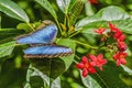 Blue Morpho Butterfly Red Flowers Fairchild Garden Coral Gables Florida Royalty Free Stock Photo