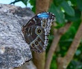 Blue Morpho butterfly at rest on a rock Royalty Free Stock Photo