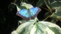 Blue Morpho butterfly resting on variegated leaves