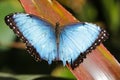 Blue Morpho Butterfly, Santa Elena, Costa Rica Royalty Free Stock Photo