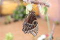 Blue Morpho Butterfly is sitting with its wings folded on an empty cocoon hanging on a branch