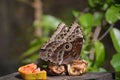 Blue Morpho Butterfly sitting on plate in Costa Rica Royalty Free Stock Photo